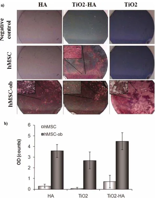 FIGURE 7. Quantiﬁcation of the mineralization in hMSC and hMSC-ob cultured on nanocomposites