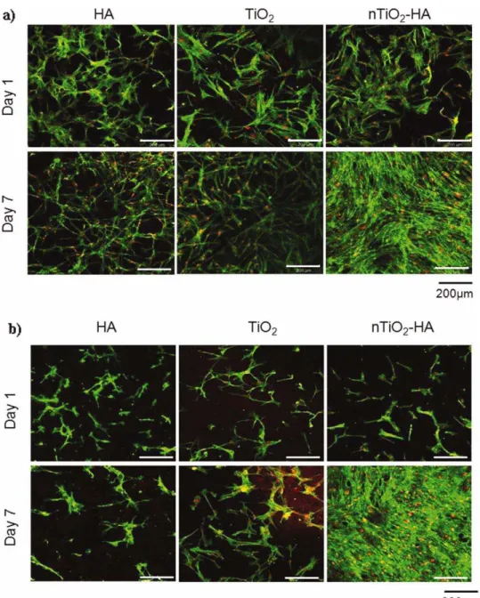 FIGURE 8. Cytoskeleton organization in hMSC and hMSC-ob cultured on nanocomposites. hMSC (a) and hMSC-ob (b) were incubated up to 7 days on HA TiO 2 –HA nanocomposites and on TiO 2 coating