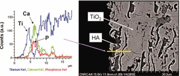 FIGURE 1. Chemical characterization of TiO 2 interaction with HA via energy-dispersive X-ray (EDX) line scan analysis of TiO 2 –HA coatings cross- cross-section at the coating elemental interfacial region upper layers is shown