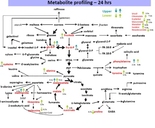 Figure 4   Changes in metabolic levels in maize stem pulvini.   