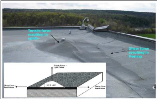 Figure 1: Force Development on a Adhesive Applied Roofing System (AARS) 