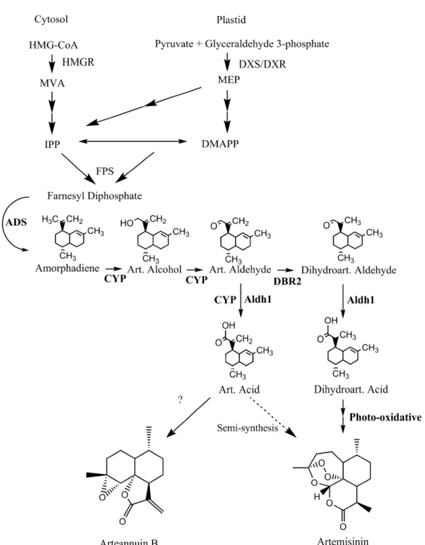 Figure 1. Artemisinin structure and simplified biosynthetic pathway. DMAPP, dimethylallyl diphosphate,  IPP, isopentenyl diphosphate; MVA, mevalonic acid.