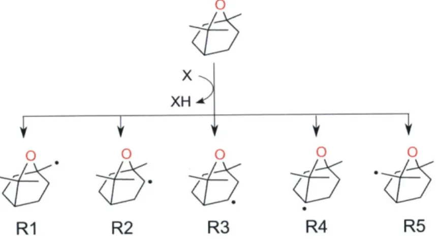 Figure  3.6:  Hydrogen  abstractions  froii  cineole  lead  to  five  possible  alkyl  radicals.