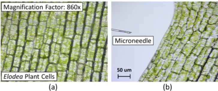Fig. 1. Microscopic image of (a) an Elodea plant cell specimen (b) cell specimen and microneedle in a common field-of-view.