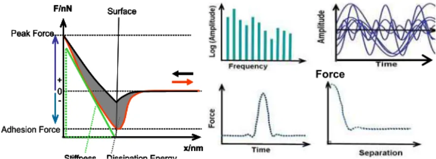 Figure 2 Left side: Force-distance curve of AFM tip with surface properties evaluated by the  measurement; right side: evaluation of the force distance curve by Fourier synthesis of tip vibrations  in HarmoniX mode (Bruker Corp.) 
