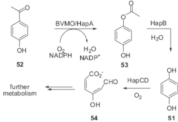 Figure 11. Proposed metabolic pathway of 4-hydroxyacetophenone by P. ﬂuorescens ACB.