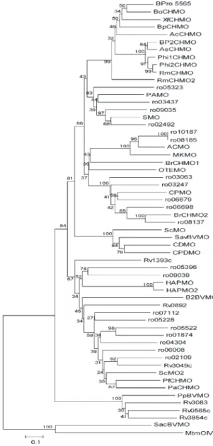 Figure 5. Phylogenetic analysis of the currently available cloned BVMO sequences. The BVMOs are listed with their species names as follows: