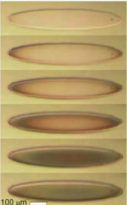 Figure 3. (Color online) Nucleation dynamics. A series of optical images from the camera  looking into the reactor, taken at 1 second intervals, of a circular seed catalyst island at  the onset of growth at 760°C