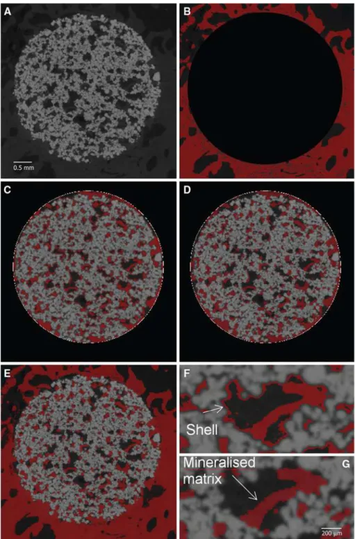Fig. 3 Image processing sequence on a 2D cross section obtained from a lCT image (4.7 lm voxel size) a original image, b sectioning of the image to adjust separately the segmentation of the bone mineralized matrix outside of the implant, c segmentation of 