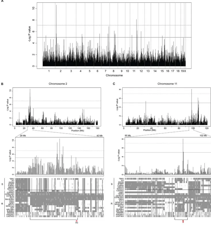 Figure 2. Genome-wide association mapping using EMMA. Using the R package implementation of EMMA, genome-wide association mapping was conducted across 23 inbred mouse strains