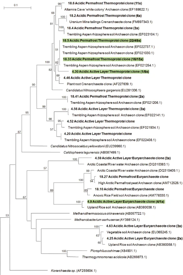 Fig. 2. Combined active layer and permafrost archaeal 16S rDNA distance-based phylogenetic tree including bootstrap values