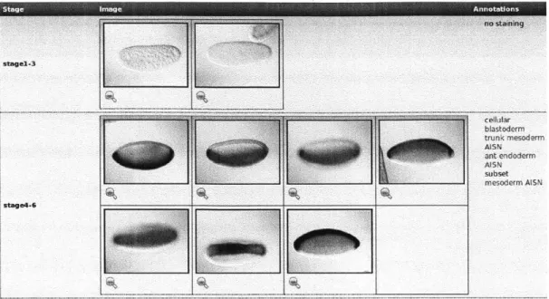 Figure 2: Example data from  the BDGP database for the twi gene in Drosophila  [14].