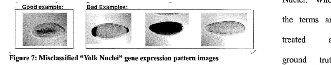 Figure  7 illustrates  this example  for the Yolk  Nuclei morphological  term.  The &#34;good  example&#34;