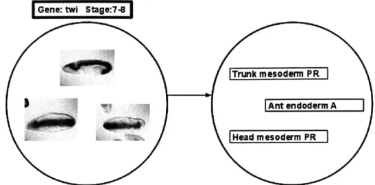 Figure  8: The  way that the relationship of gene  expression  pattern image  to controlled vocabulary term mapping is maintained in the BDGP process