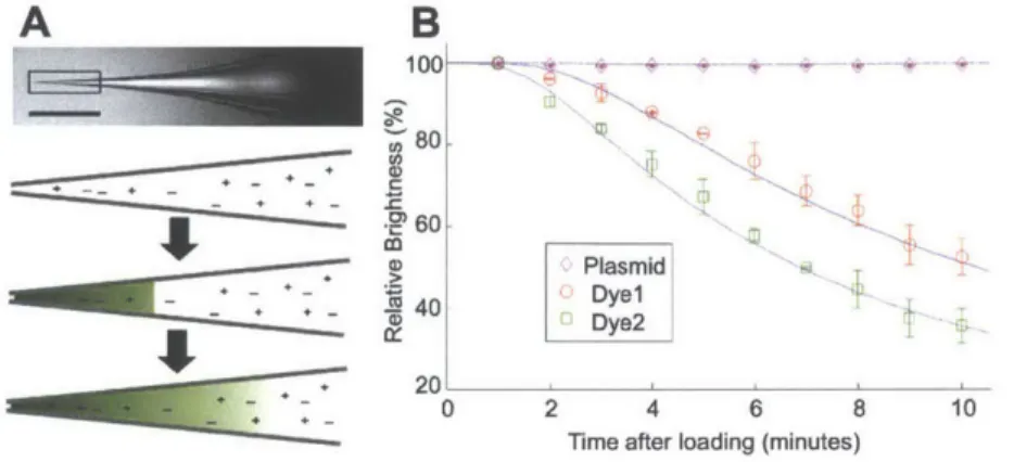 Figure  2.1:  A:  In  a  micropipette  filled  with  saline  (scale  bar  I  mm),  a  front-loaded reagent  diffuses  over  time,  decreasing  concentration  of the  sample at  the tip  (drawings are not to scale)