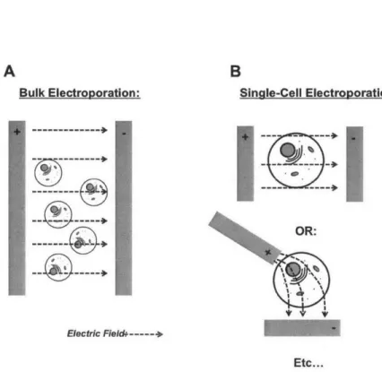 Figure  3.2:  In  bulk  electroporation  (A),  a  large  quantity  of  cells  are  suspended  in a  ionic  solution  containing  the  reagent  to  be  transfected  (plasmid,  dye,  etc...)   be-tween  two  electrodes