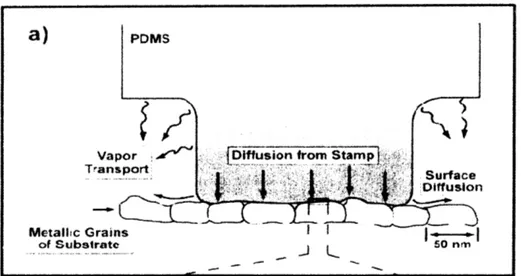 Figure 2.1  Schematic  illustration depicting the application  of a PDMS  stamp containing  thiols to a polycrystalline  metal  film
