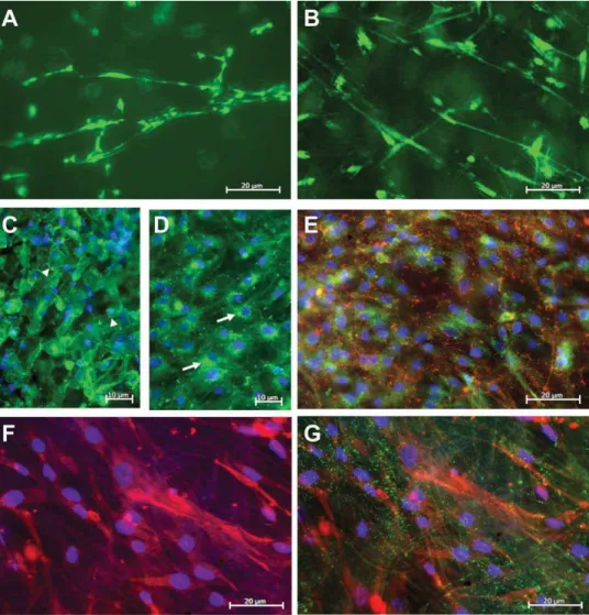 FIGURE 6. Fluorescence images of HBEC (A, C, D, and E) and AoSMC (B, E, F, and G) growing on the nonwoven PET ﬁber scaffolds