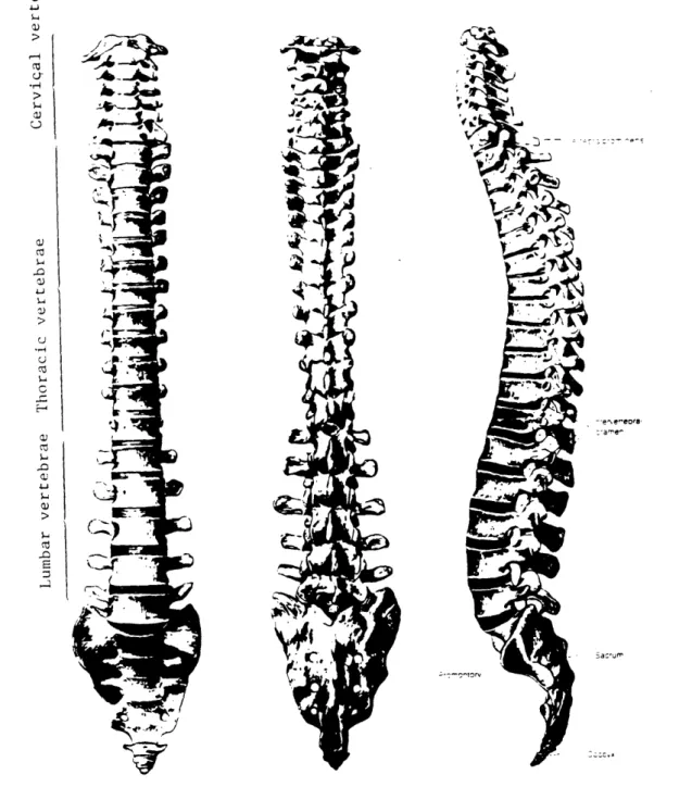 Figure  1 :  Structure of human's spinal column:  Rear view (left), front view  (middle) and side view  (right).