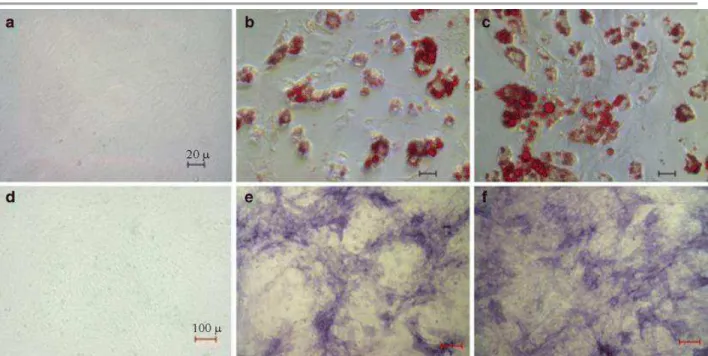 Fig. 6 Microscopic pictures of histochemical assays in adipogenic-induced ASCs using oil red O staining  (top) and in osteogenic-induced ASCs using alkaline phosphate staining (bottom): non-induced,  not-labeled (a, d); induced,  18 F-FDG-labeled (3.70 MBq