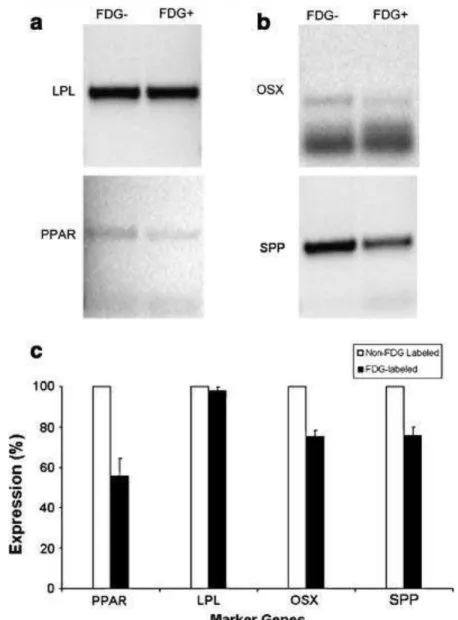 Figure 7 shows expressions of genes specific for either adipogenic or osteogenic transdifferentiation in  the  18 F-FDG-labeled and non-labeled ASCs