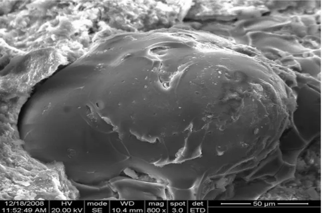 Fig.  6.      SEM Image of EVSB Mortar 