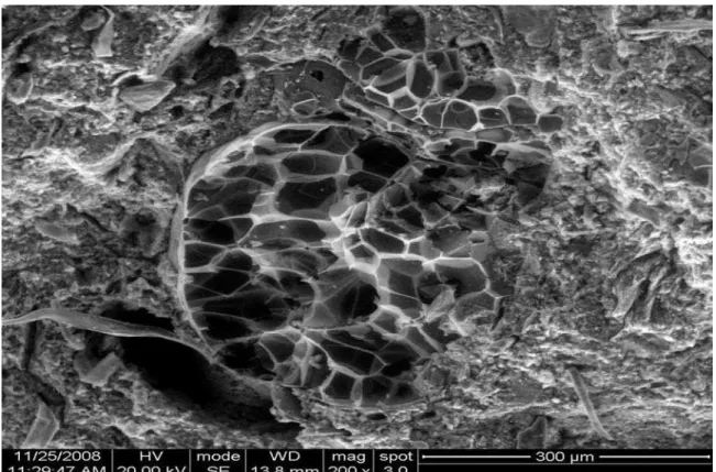 Fig.  7.    SEM Image of NEPP Mortar 