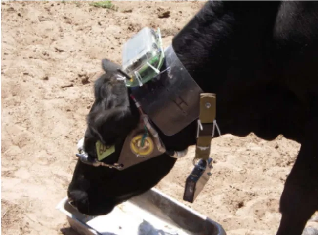 Figure 1. Cow wearing autonomous gathering sensor node.
