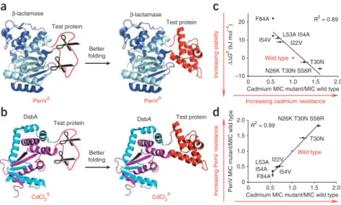 Figure 1  A dual fusion selection for enhancing   in vivo protein stability. (a) Unstable test  proteins inserted into  β -lactamase are degraded  by cellular proteases, producing  penicillin-sensitive (PenV S ) strains