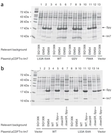 Figure 3  Im7 and Spy are abundant in the periplasm of EMS strains. 