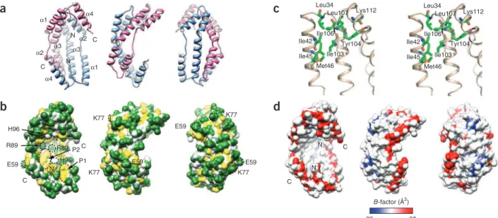 Figure 6  Crystal structure of the Spy dimer shown in three orientations rotated by 90° along the vertical axis