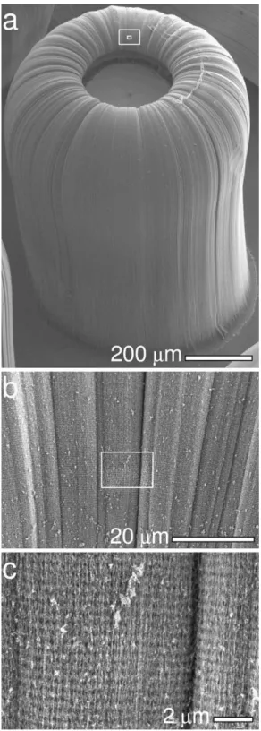 Fig. 3 – SEM images of rippled forest (700 lm diameter, 1 mm tall). (a) Entire forest viewed at 45 ° 