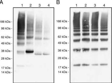 Fig. 4. Oligomerization in the cross-linked and reduced rSSLs and the non cross-linked and non-reduced rSSLs