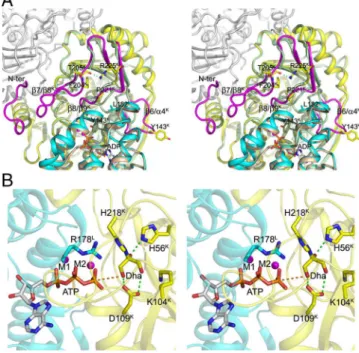 Fig. 2. Conformational changes in the DhaK subunit induced by complex formation. (A) Uncomplexed forms of DhaK (PDB ID code 1OI2, shown in pale green) and DhaL (PDB ID code 2BTD, shown in wheat) superimposed onto their respective subunits from the DhaK–Dha