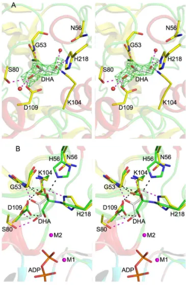 Fig. 4. Proposed catalytic mechanism for the DhaK – DhaL kinase, consisting of (i) initial formation of the hemiaminal linkage between His 218 K and Dha;