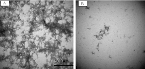 Fig. 1. Electron microscopy images of A␤1–42 aggregation without (A) or with baicalin (B)