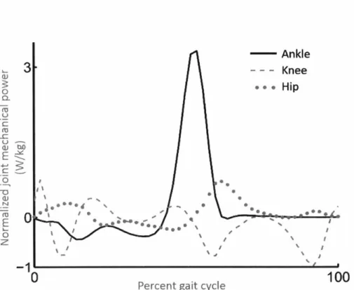 Figure  4-2:  The joint  powers  of the ankle,  knee  and hip  are shown  while  walking  1431.