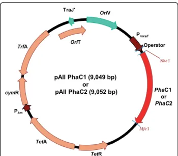 Figure 1 Expression vector. Genetic construction of recombinant plasmids containing the P