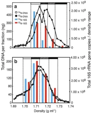 FIG. 1. Quantitative profiles of DNA distribution in CsCl SIP gra- gra-dients, as assessed by PicoGreen, in both hydrocarbon-contaminated (a) and uncontaminated (b) Arctic soils