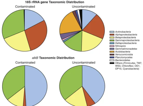 FIG. 2. Overall phylogenetic diversity of bacteria from the combination of all fractions within the contaminated and uncontaminated soils amended with MAP