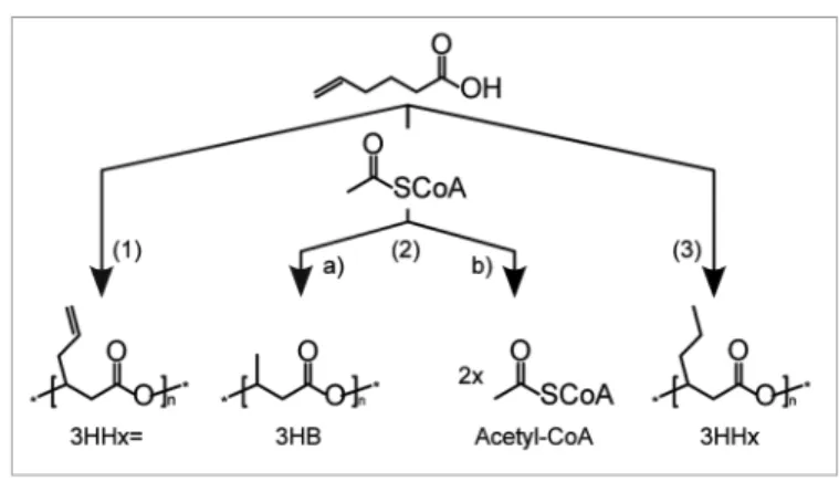 Figure 3. Possible routes for 5-hexenoic acid metabolism: (1) conventional β-oxidation and  hydratization to 3-hydroxyhex-5-enoate (3HHx=); (2) thiolysis (resulting in 1x acetyl-CoA) followed  by isomerization and (a) hydratization to 3-hydroxybutyrate (3H