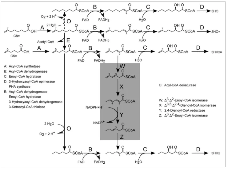 Figure 4. Hypothetical assimilation of 7-octenoic acid (C8=) and 5-hexenoic acid (C6=) to produce medium-chain-length 3-hydroxyalkanoate units in  recombinant M