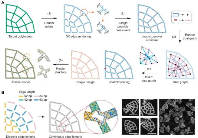 Fig. 2. Automatic scaffold routing and staple sequence design. (A) Step 1: Double-line segments representing two parallel B-form DNA duplexes are generated along the edges of the target wireframe geometry