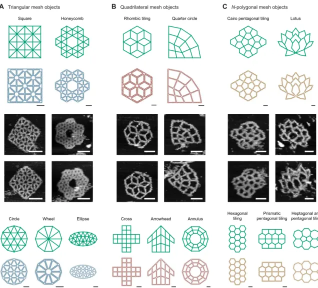 Fig. 4. Fully automatic sequence design of 15 diverse scaffolded origami wireframe objects