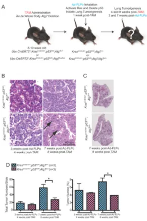 Figure 5. Acute, systemic autophagy ablation does not alter the efficiency of tumor initiation A