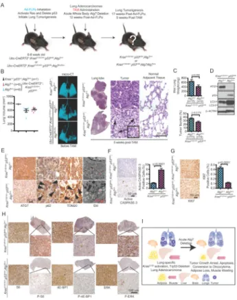 Figure 6. Acute, systemic Atg7 deficiency compromises tumorigenesis