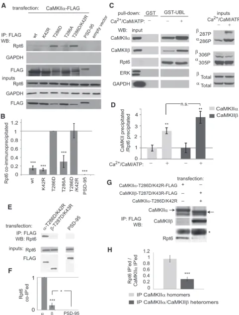 Figure 5. Autophosphorylation of CaMKIIa Enhances Its Association with the  Protea-some