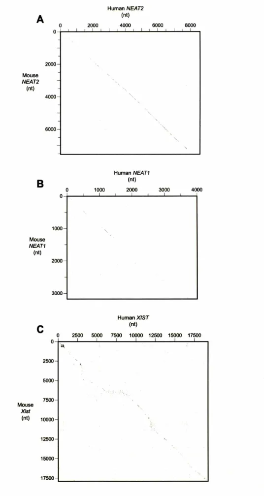 FIGURE 4 A Mouse NEAT2 (nt) oo2000 4000 6000 2000 Human NEAT2(nt)4000 6000 8000 B o o 1000I Human NEAT1(nt)2000I 3000 4000II  1000-Mouse NEAT1 (nt)  2000- 3000-c HumanXIST(nt) o 2500 5000 7500 10000 12500 15000 17500 o '~ 2500 5000 7500 Mouse Xist (nt) 100