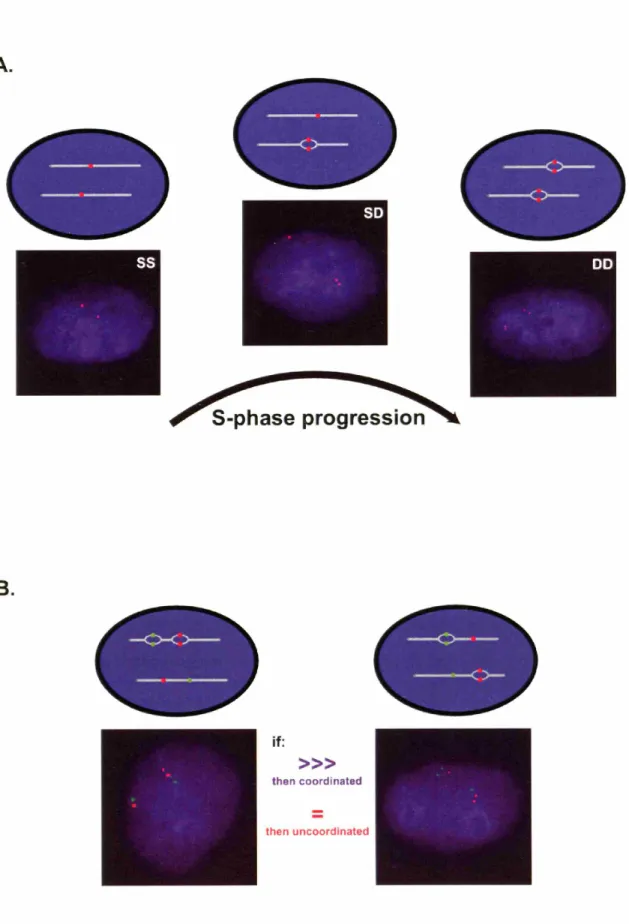 FIGURE 2 A. B. if: »> then coordinated then uncoordinated=