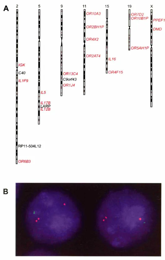 FIGURE 1 A 2 5 9 11 15 19 X OR10A3 OR7D2 OR10B1P PPEF1 OR2BH1P DMD OR4X2 OR5AH1P IGK C40 IL 1F9 IL5 1L17B LARP IL12B RP11-504L 12 OR6B3 OR13C4C9orf43OR1J4 OR2AT4 1L16 OR4F15 B
